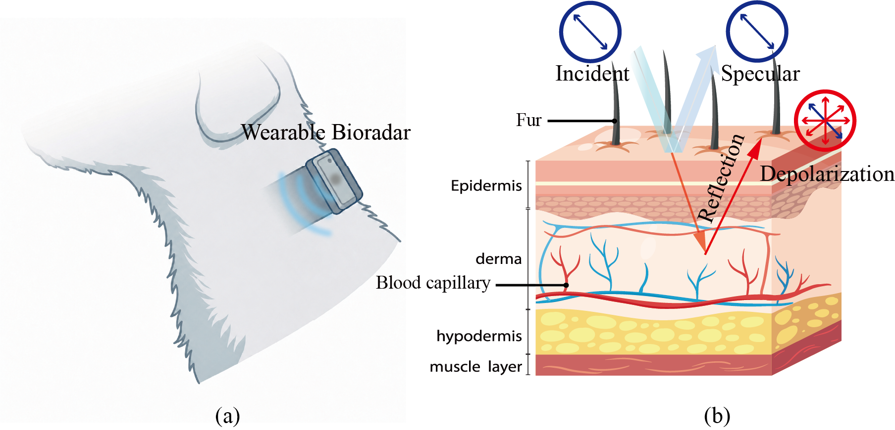 Wearable near-field bioradar for canine pulse monitoring